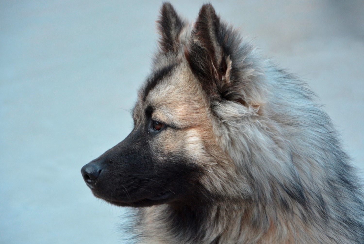 dog photo Eurasier