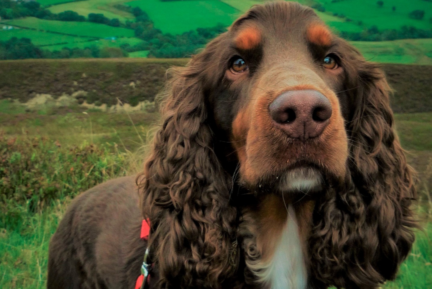 dog photo Field Spaniel