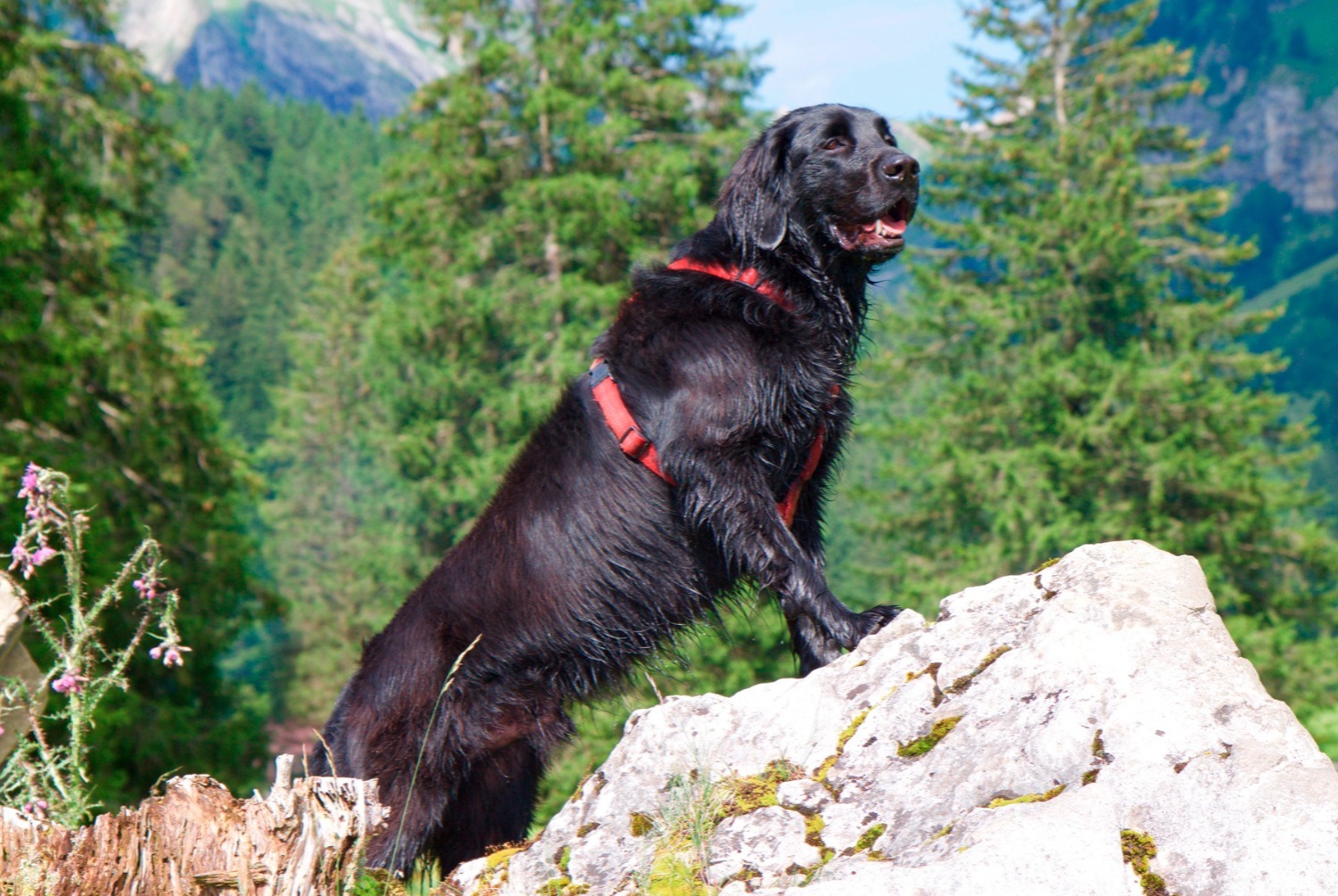 flat-coated-retriever-pets-fr