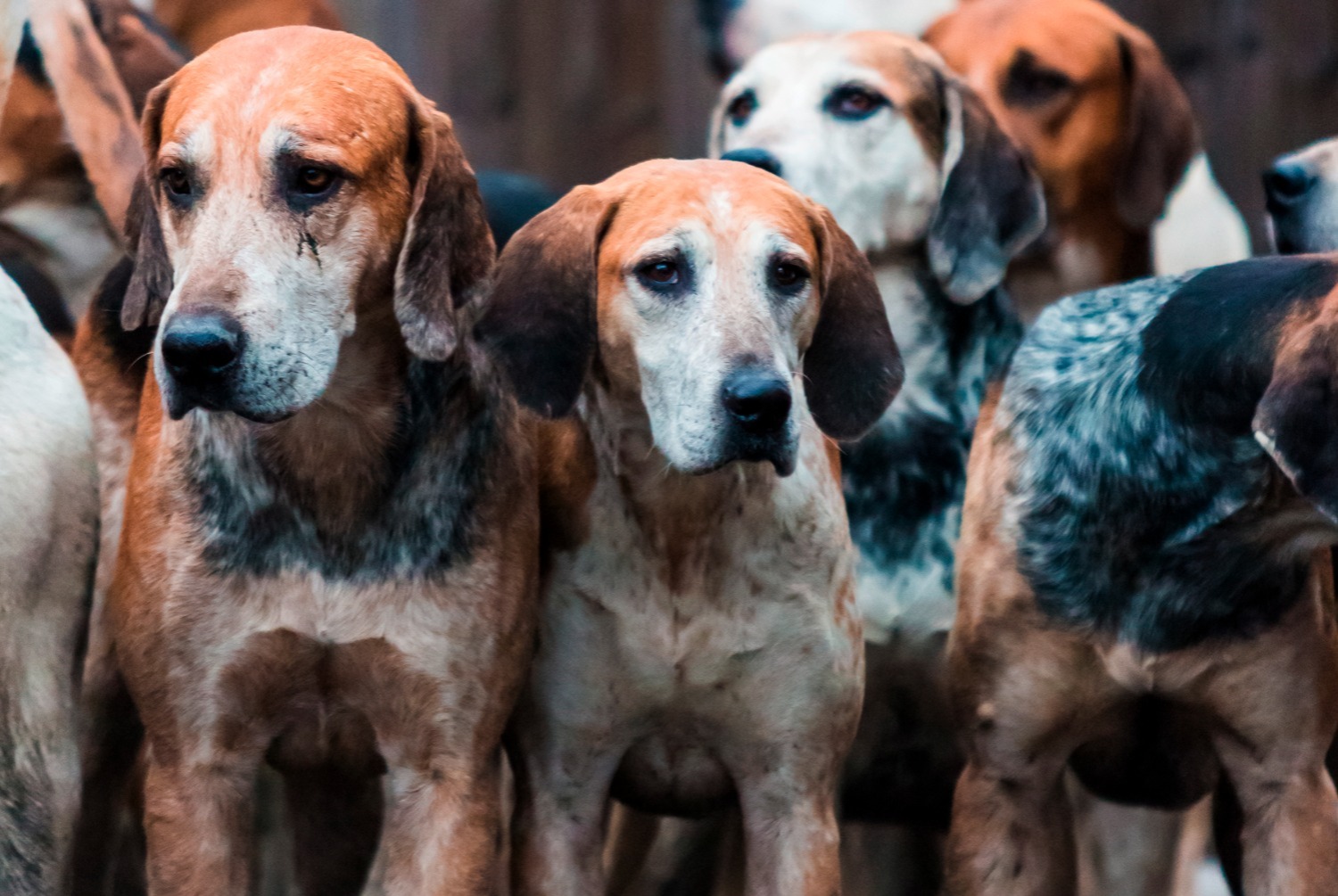 dog photo Foxhound anglais