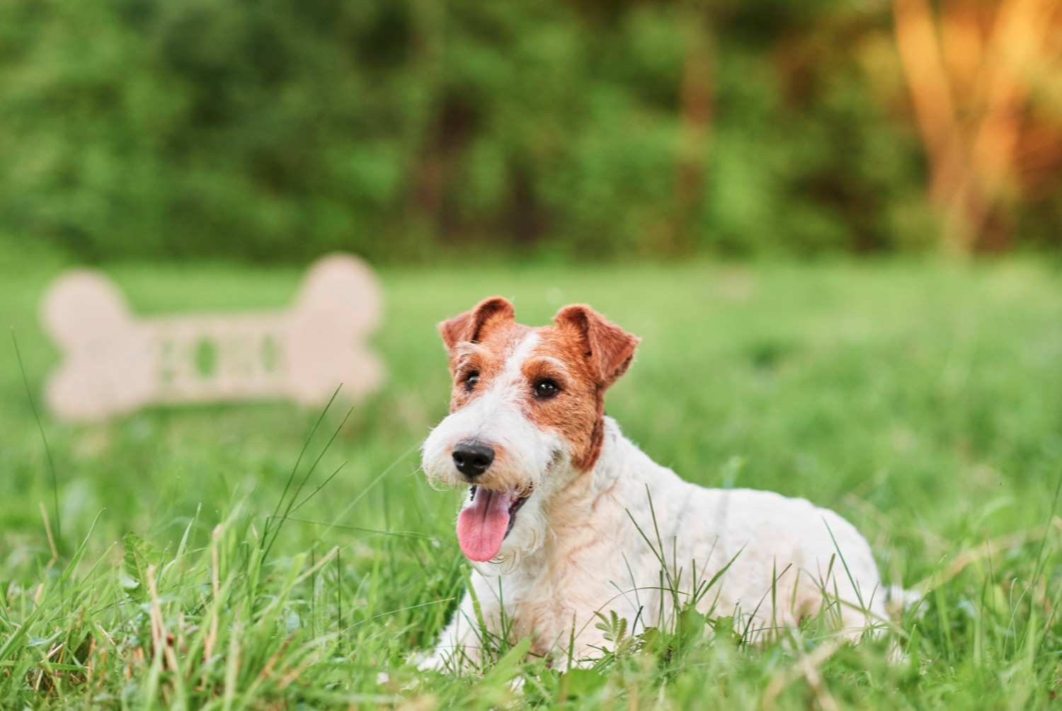 dog photo Fox-Terrier