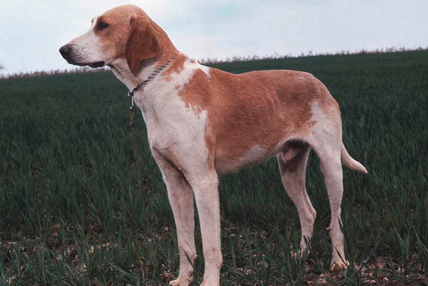 dog photo Français blanc et orange