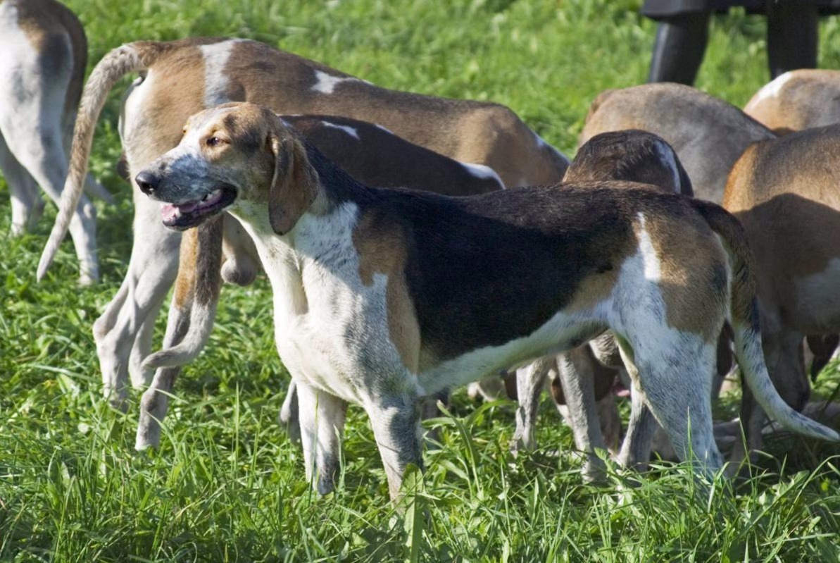 dog photo Français tricolore