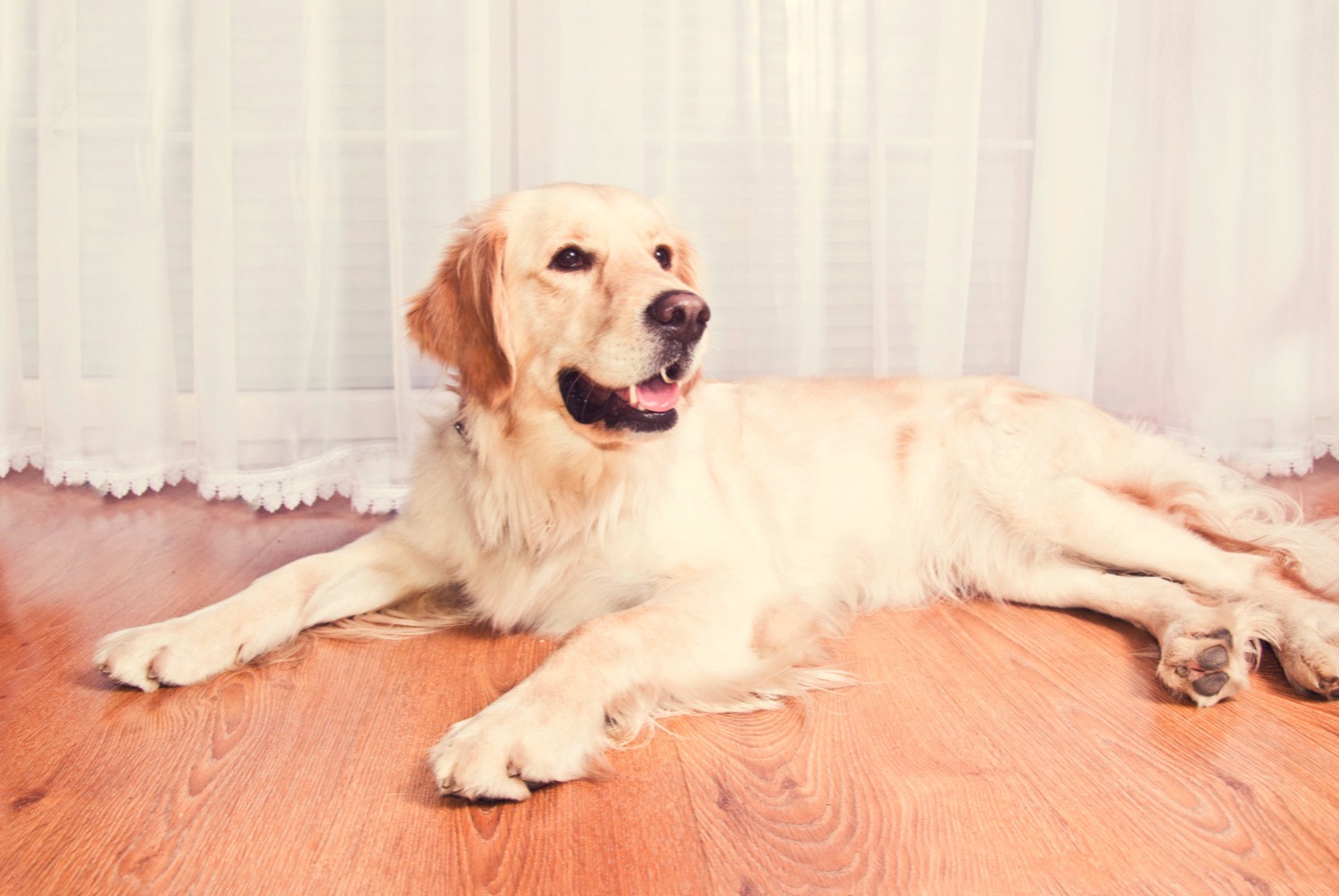 dog photo Golden Retriever