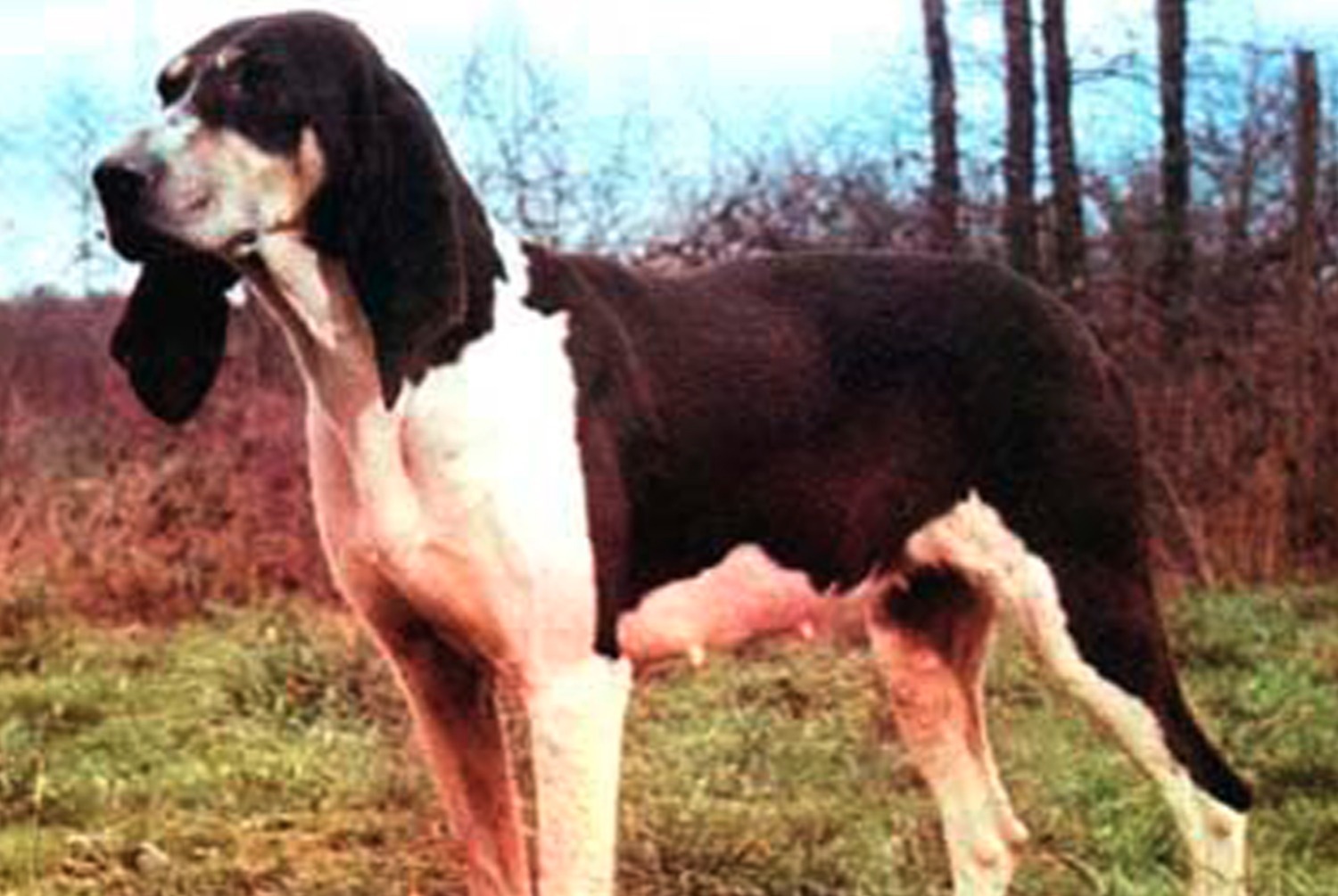 dog photo Grand Anglo-Français blanc et noir