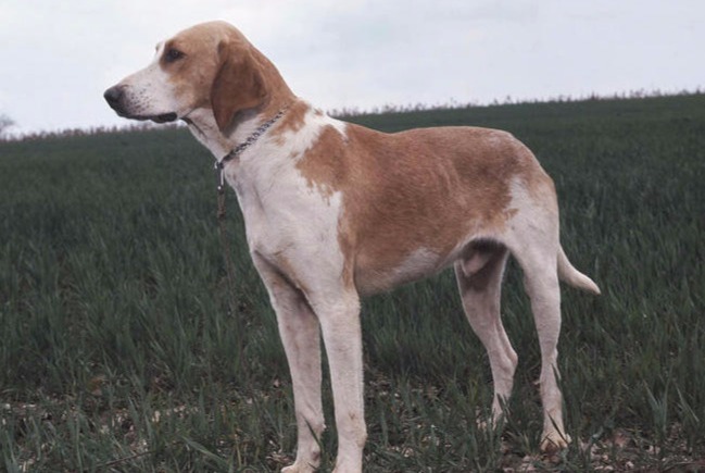 dog photo Grand Anglo-Français blanc et orange