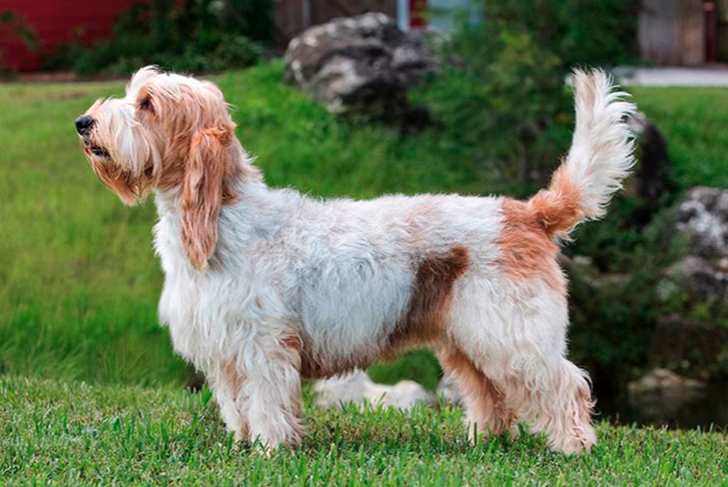 dog photo Grand Basset Griffon vendéen