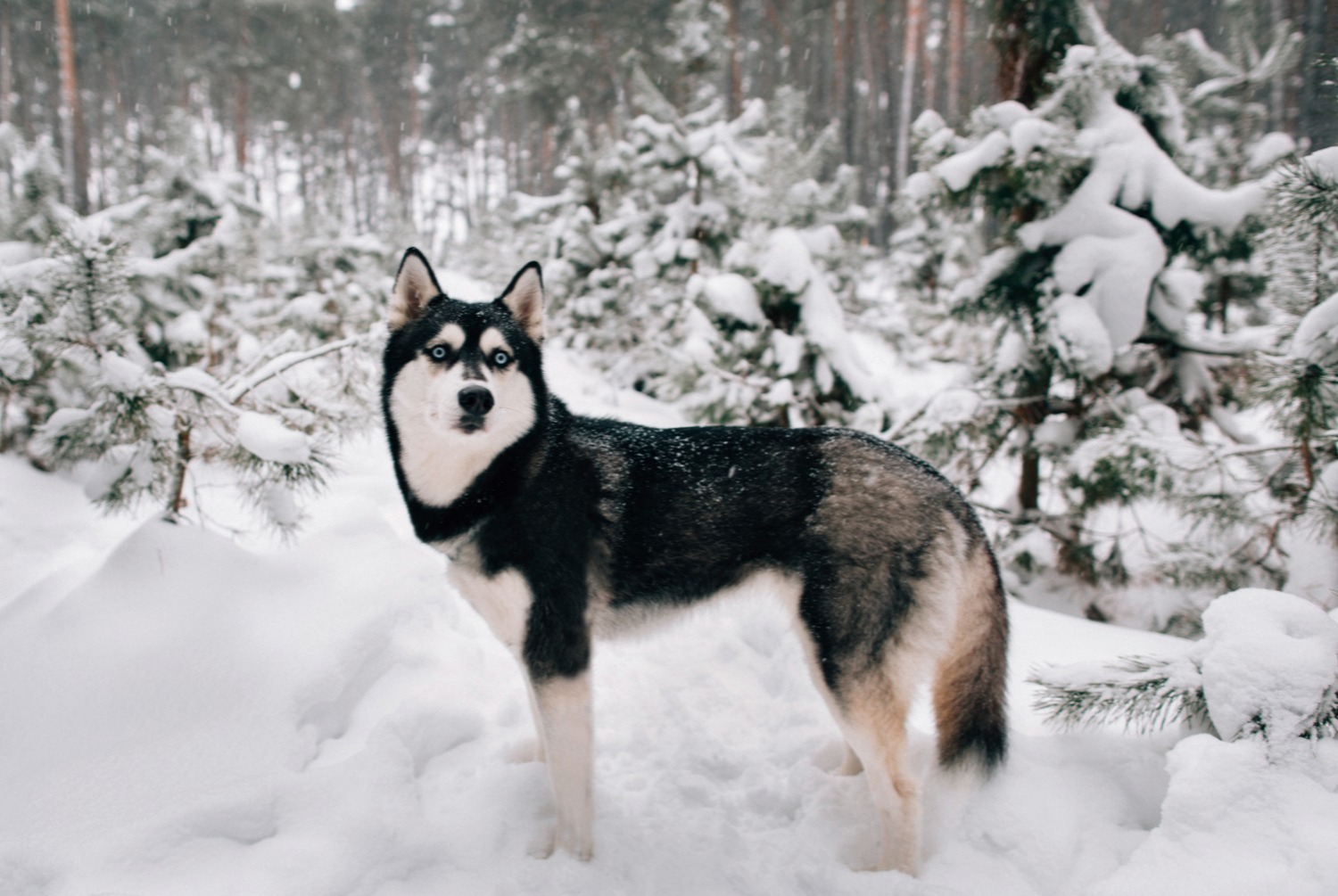 dog photo Husky sibérien