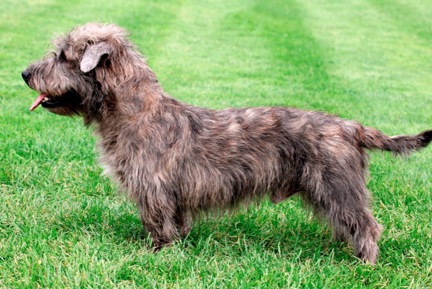 dog photo Irish Glen of Imaal Terrier