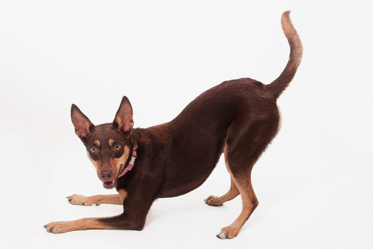 dog photo Kelpie