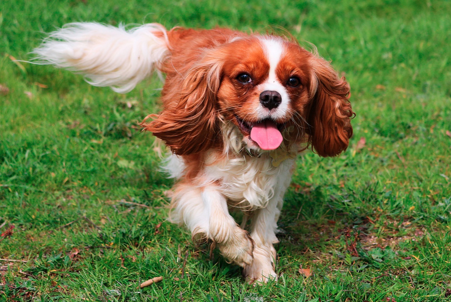 dog photo King Charles Spaniel