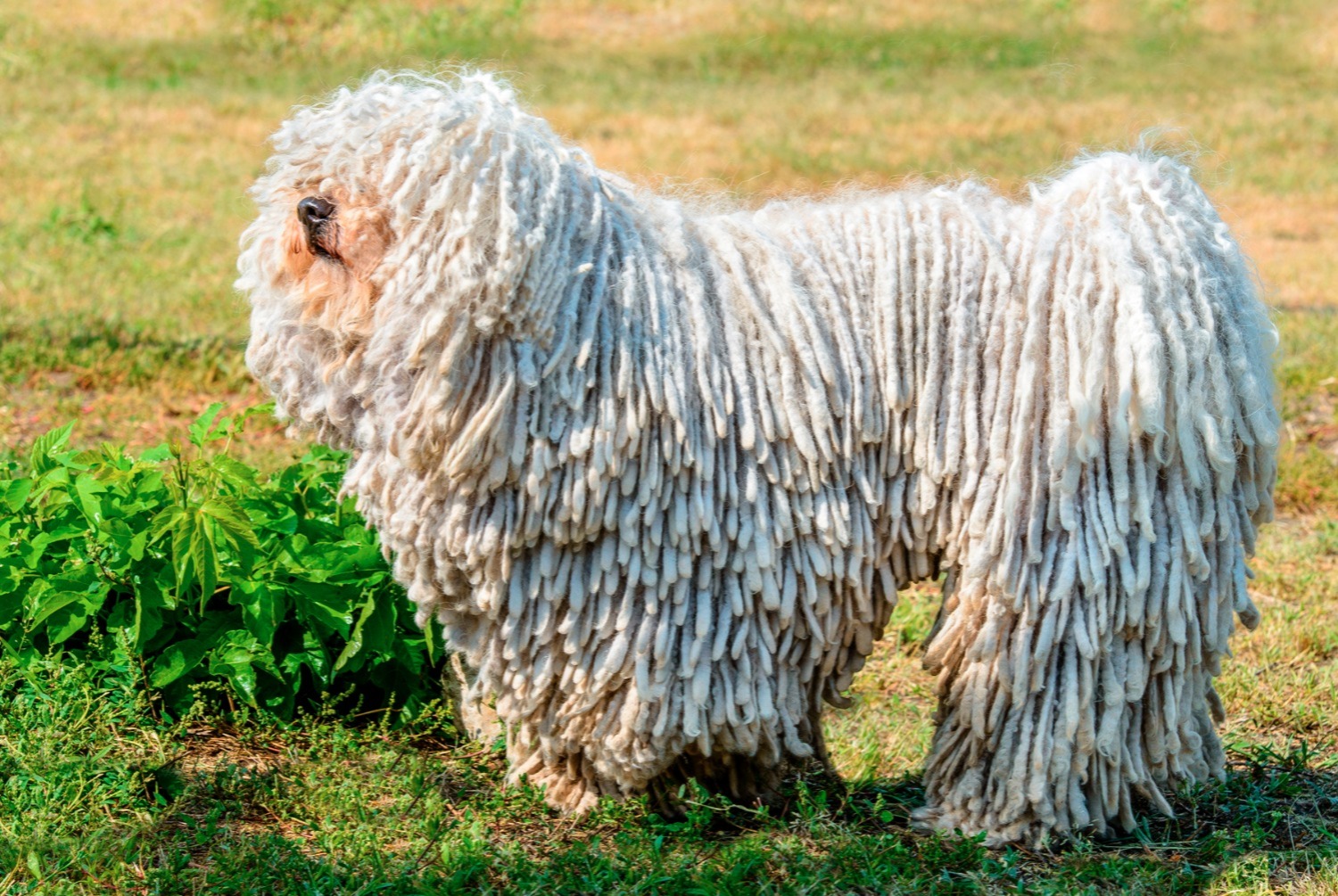 dog photo Komondor