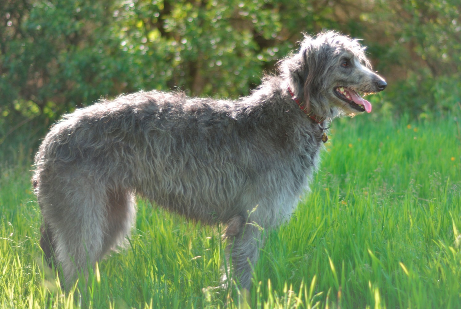 dog photo Lévrier écossais