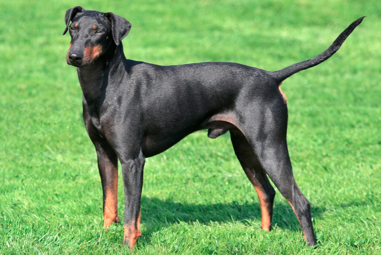 dog photo Manchester Terrier