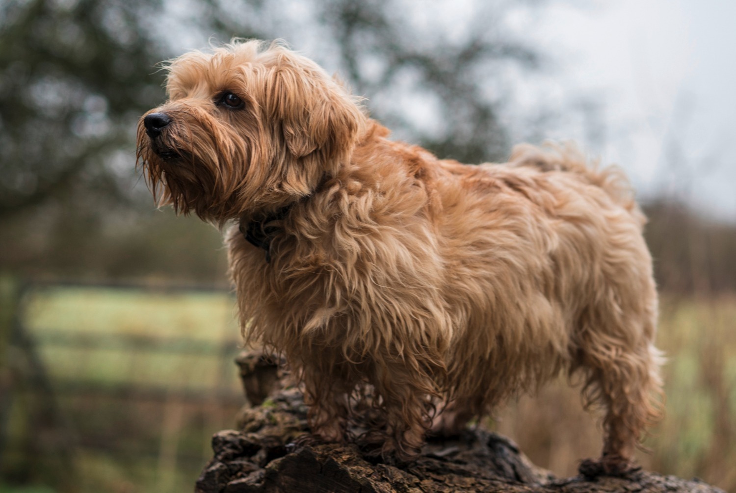 dog photo Norfolk Terrier et Norwich Terrier