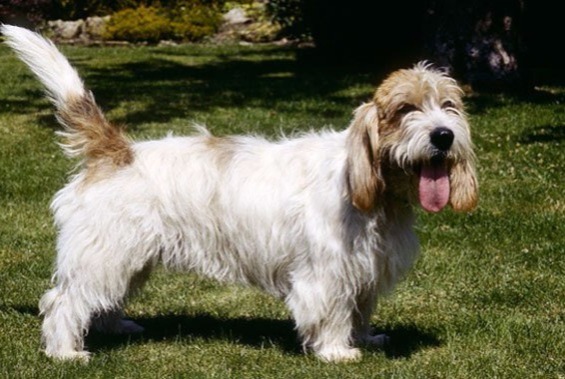 dog photo Petit Basset Griffon vendéen