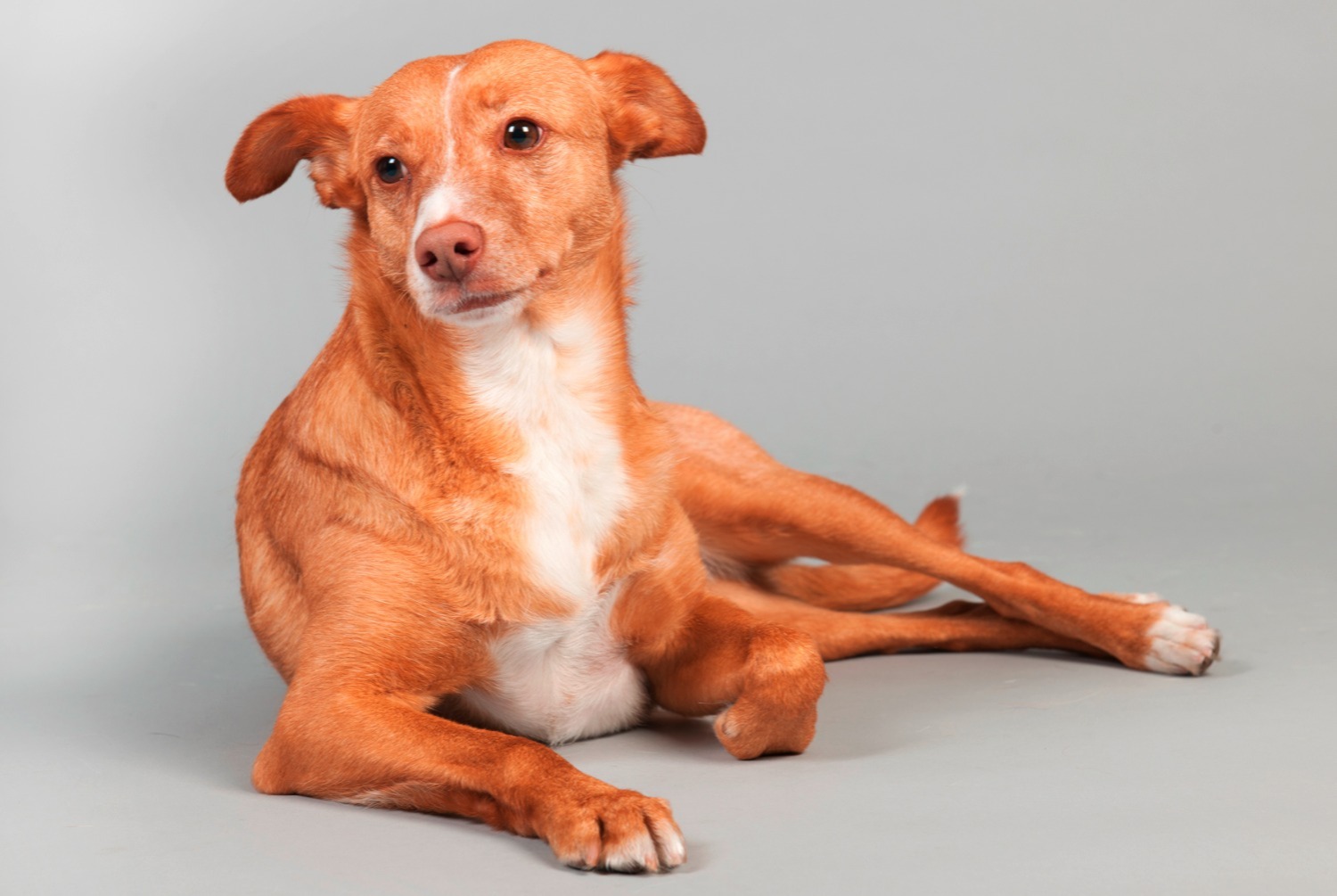 dog photo Podenco canario