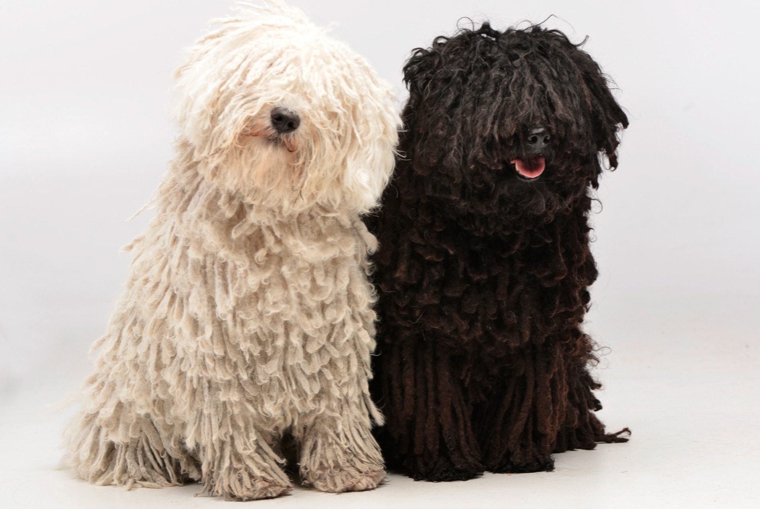 dog photo Puli