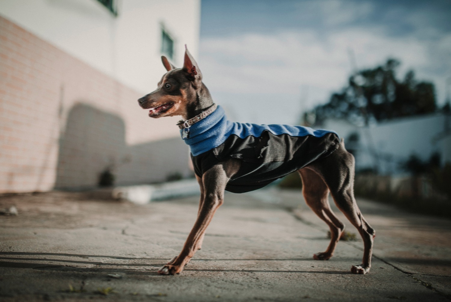 dog photo Pinscher