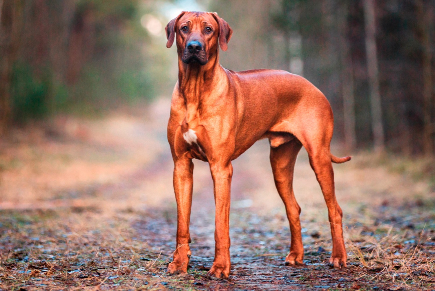 dog photo Rhodesian Ridgeback