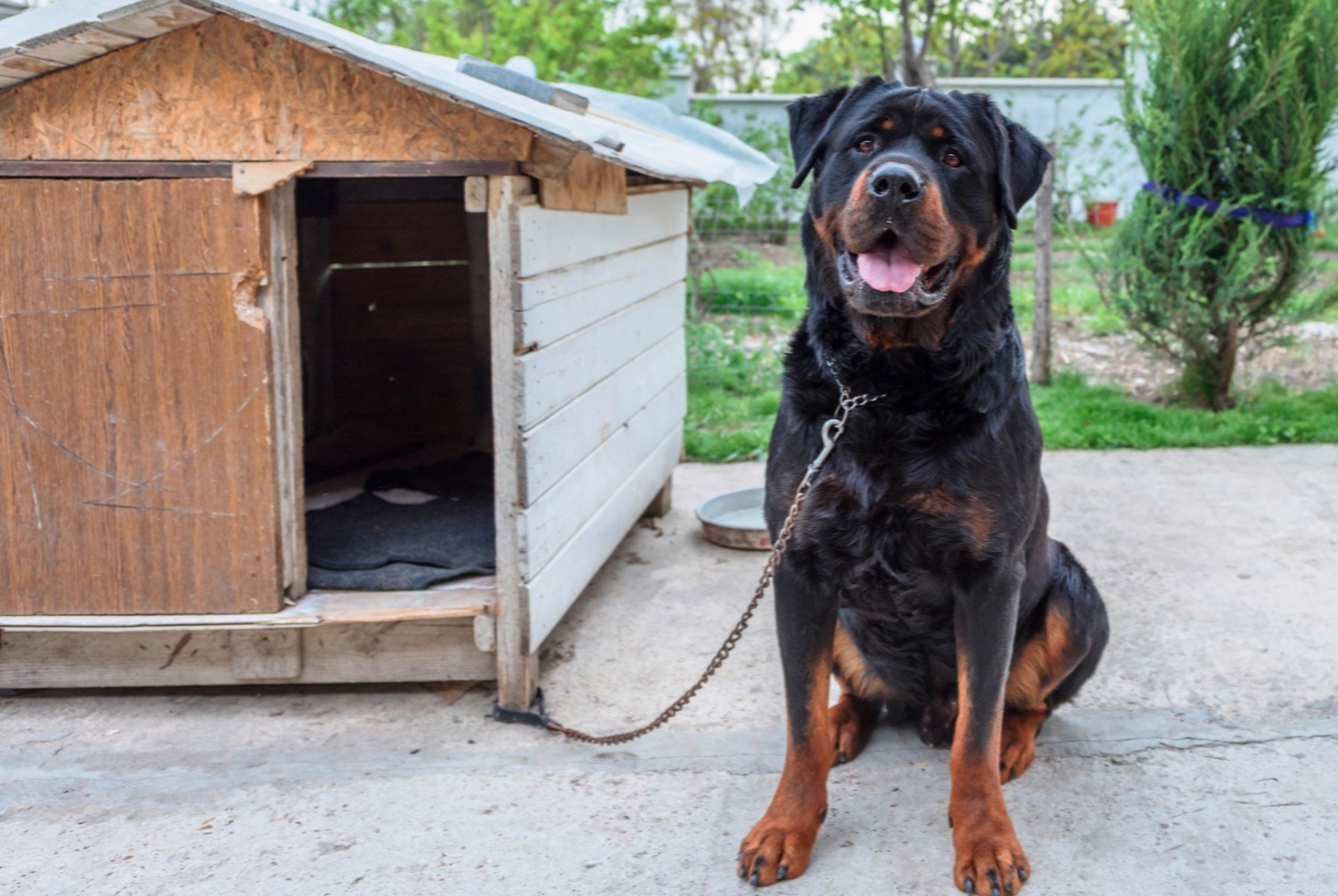 dog photo Rottweiler