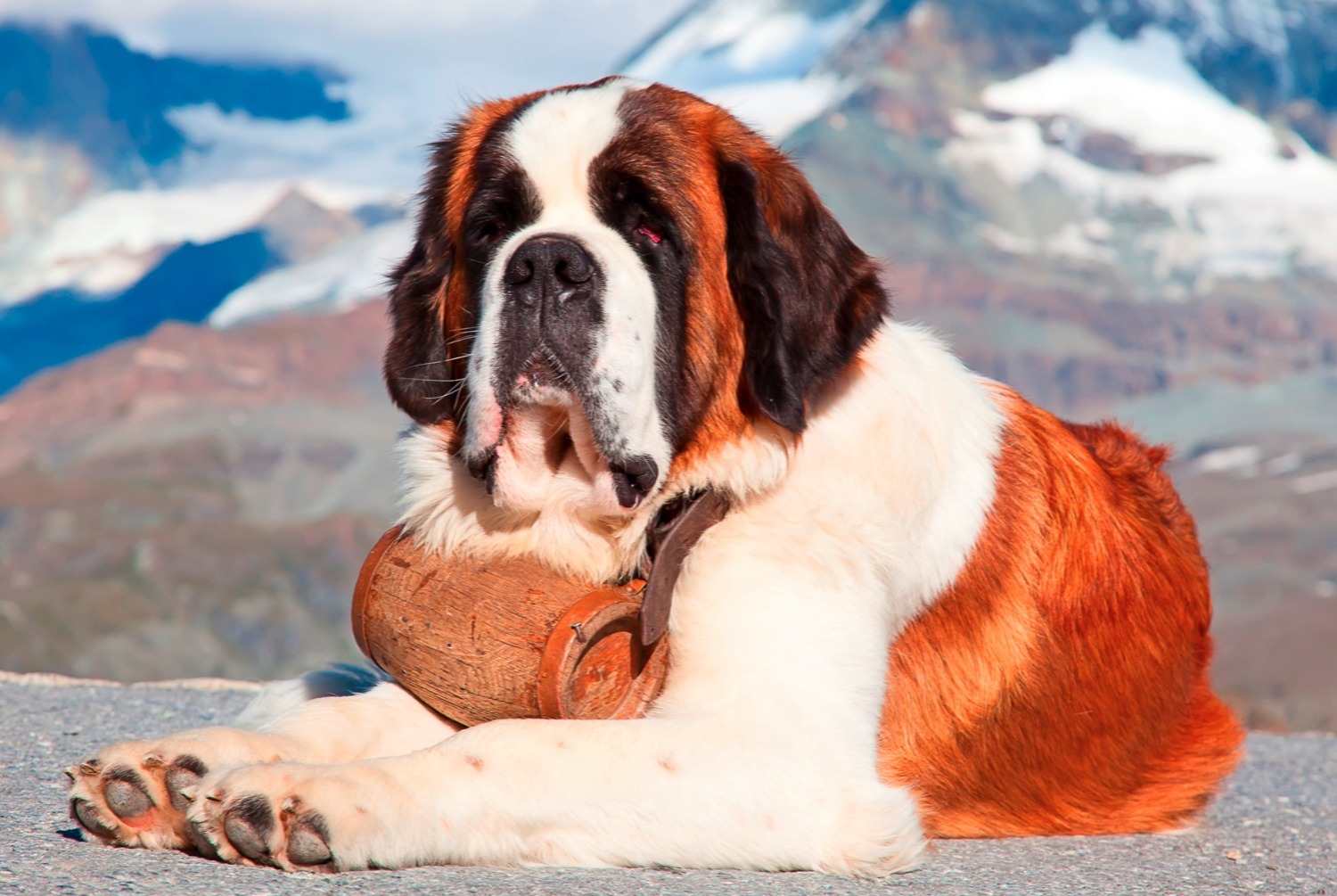 dog photo Saint-Bernard