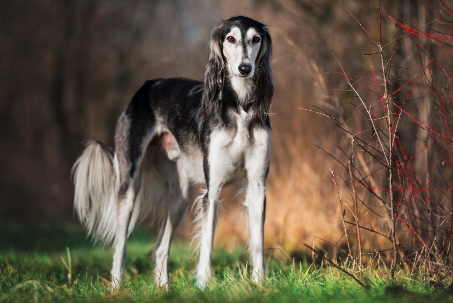 dog photo Saluki