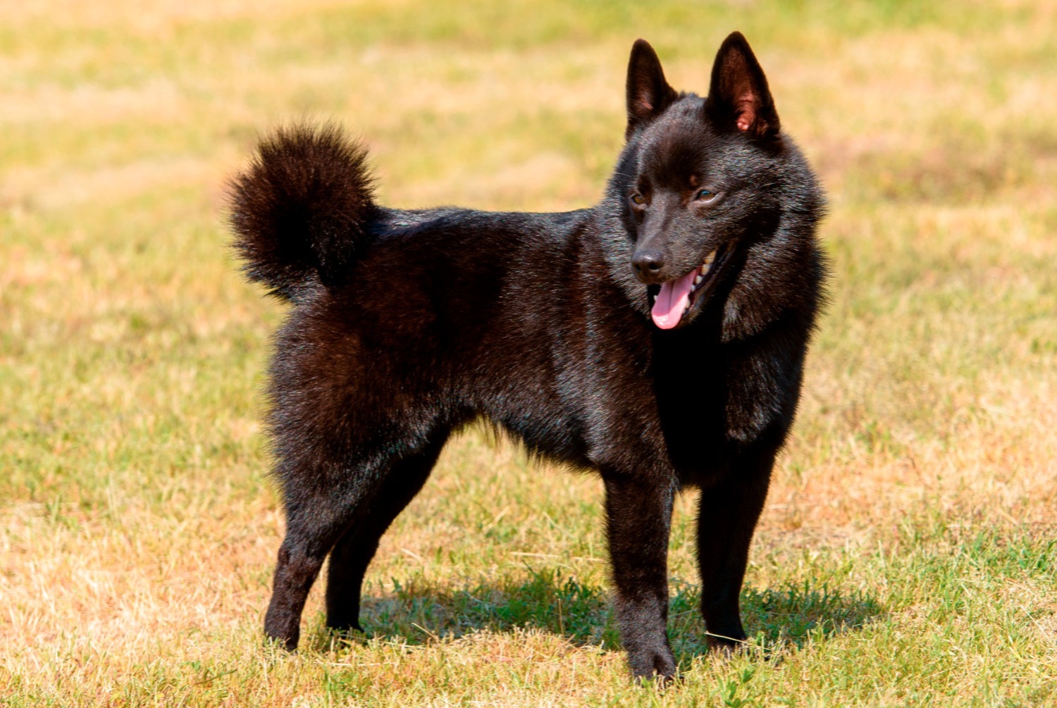 dog photo Schipperke