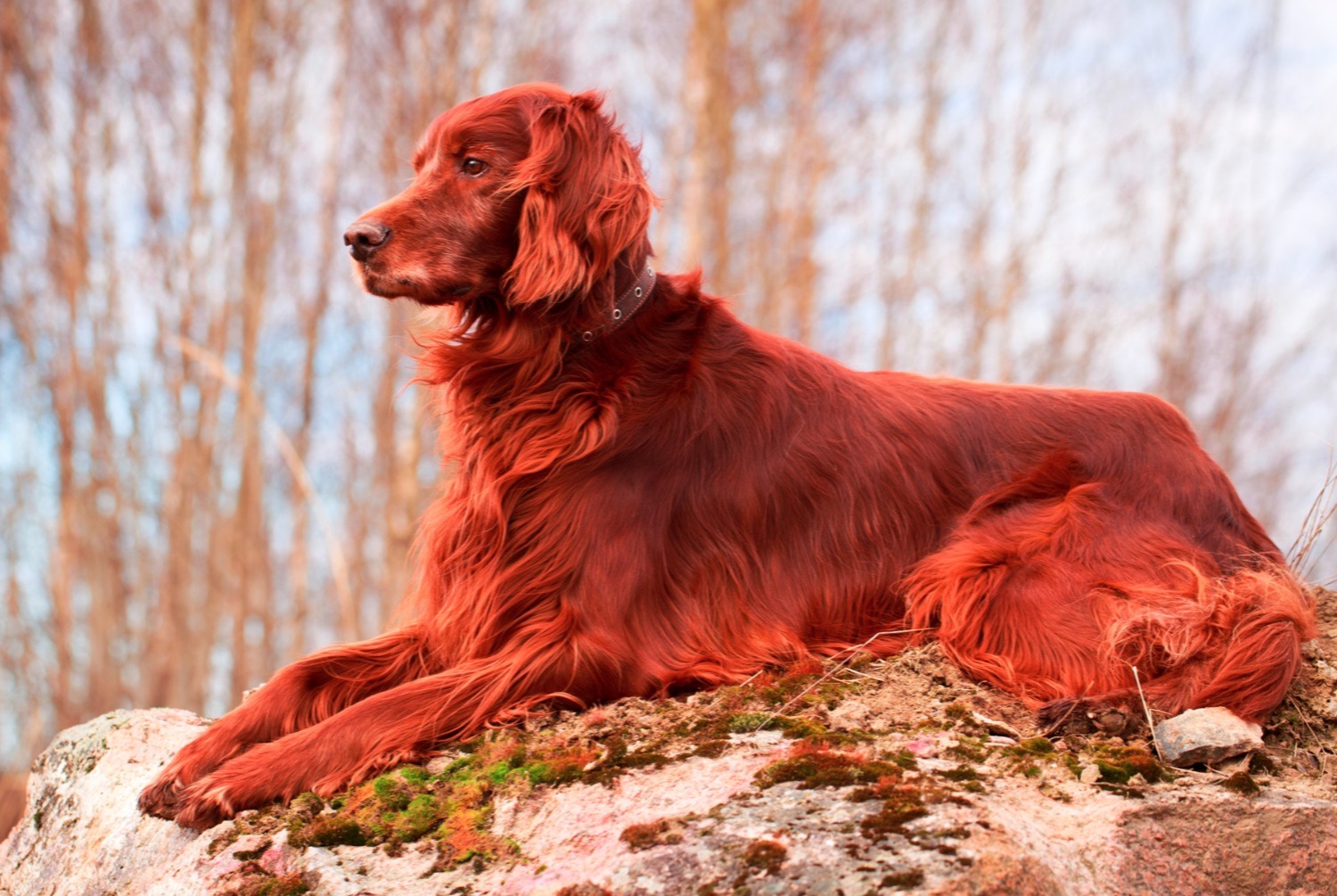 dog photo Setter irlandais