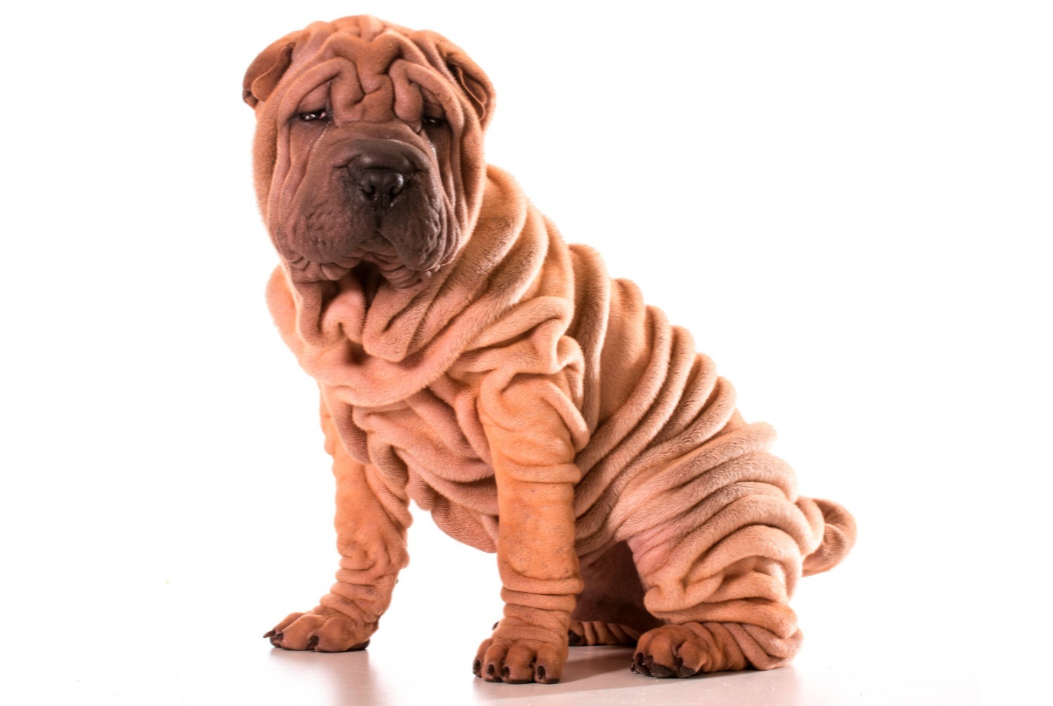 dog photo Shar Pei