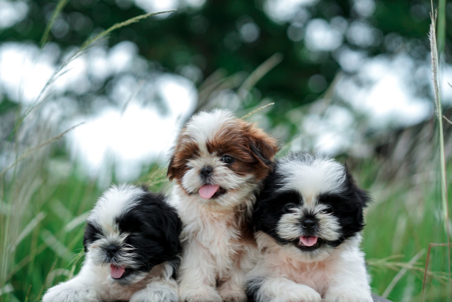 dog photo Shih Tzu