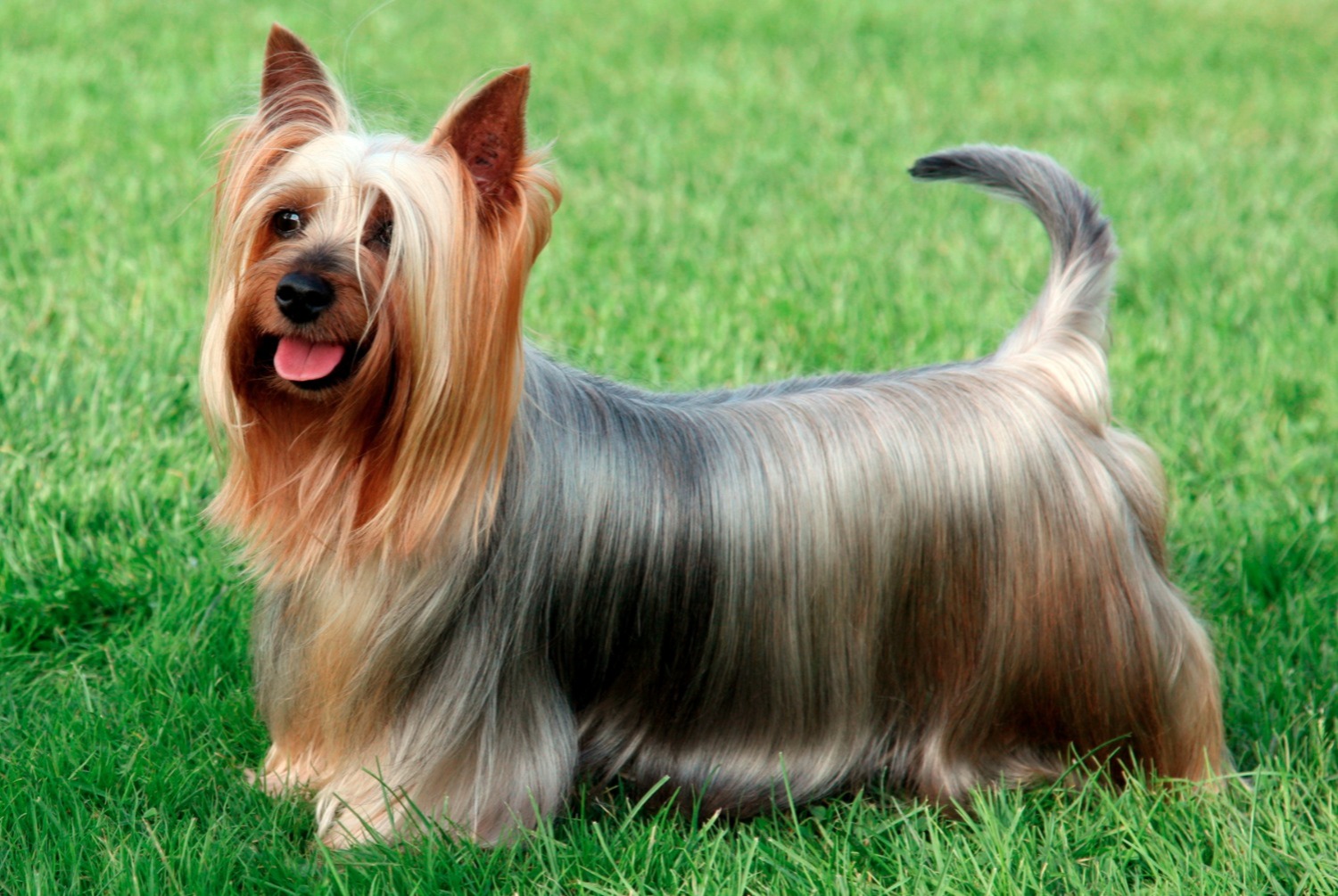 dog photo Silky Terrier