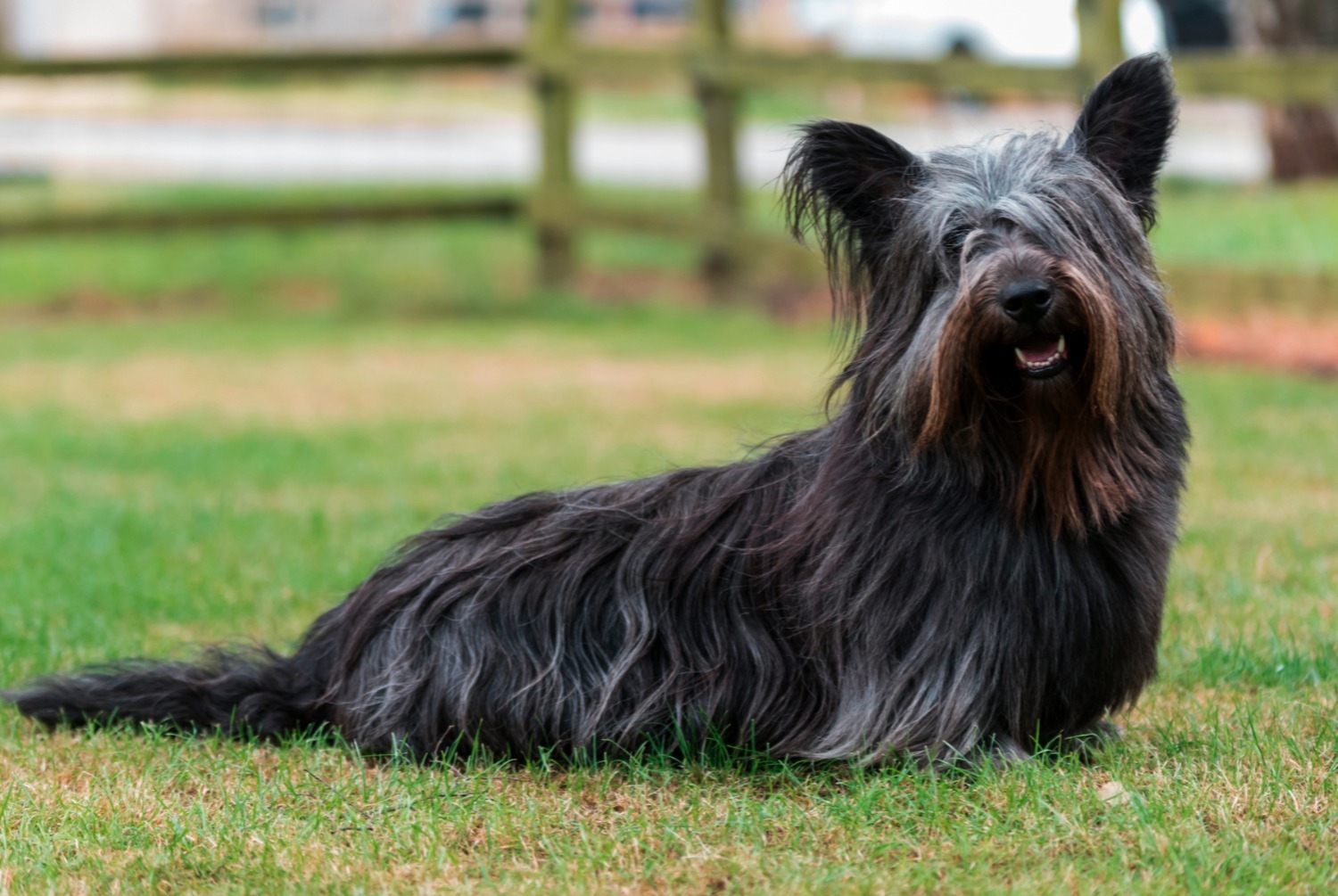 dog photo Skye Terrier