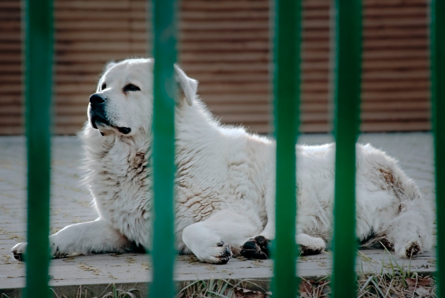 dog photo Slovensky cuvac