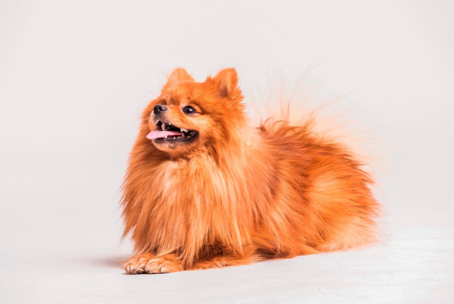 dog photo Spitz allemand