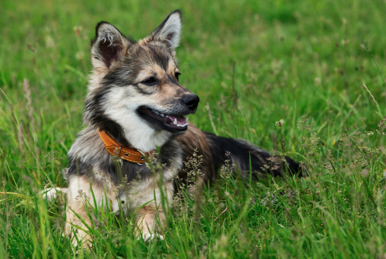 dog photo Spitz des Wisigoths