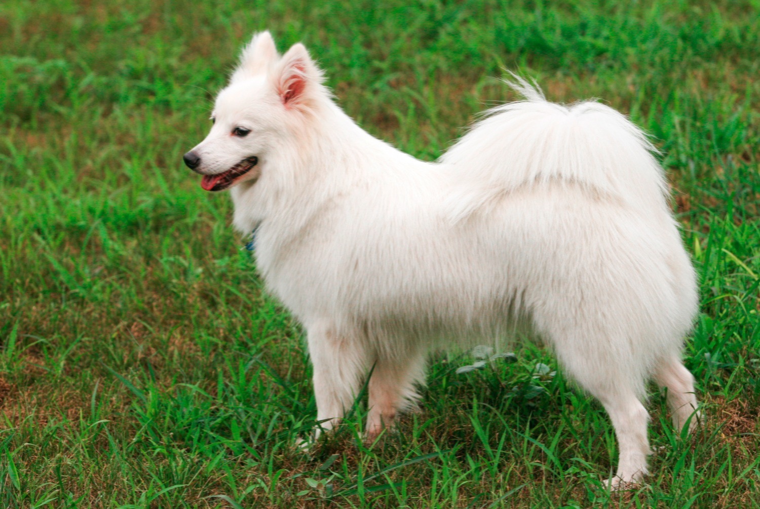 dog photo Spitz japonais