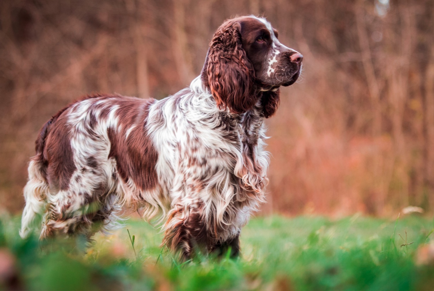 dog photo Springer anglais