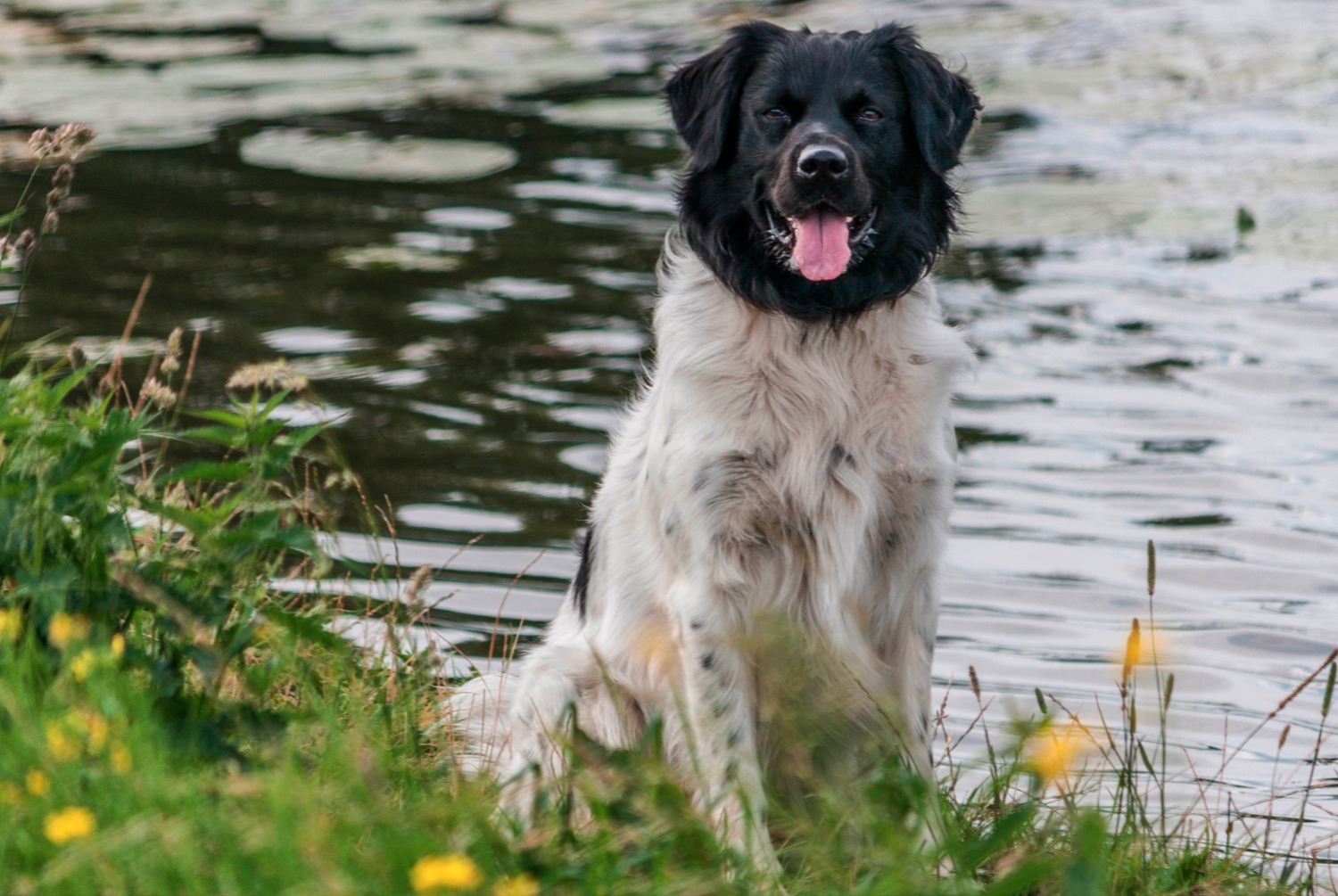 dog photo Stabyhoun