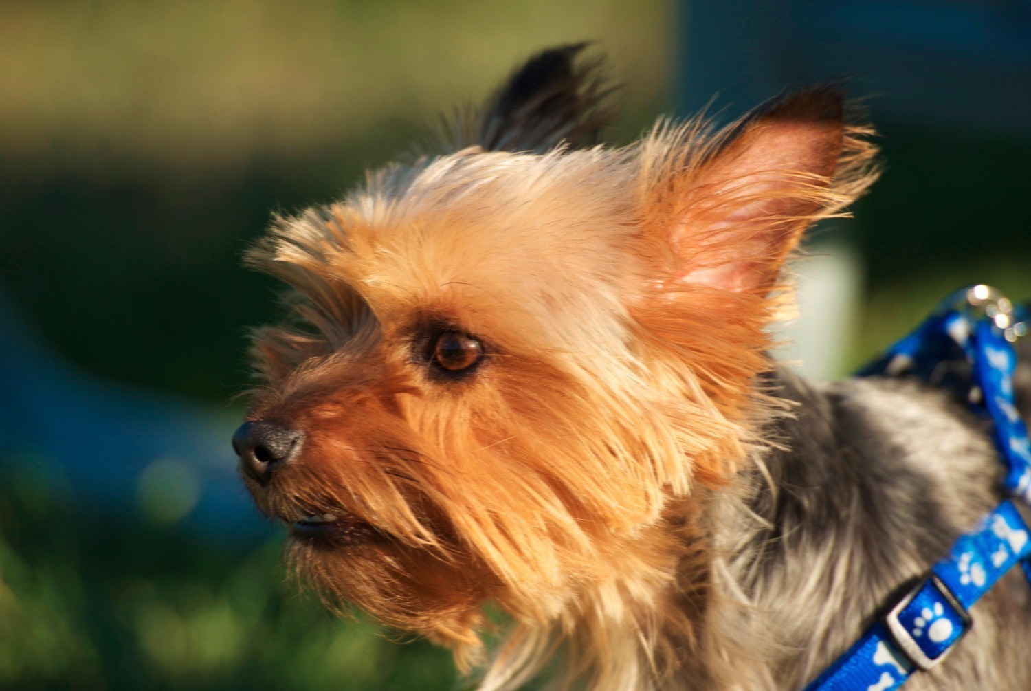 dog photo Terrier australien