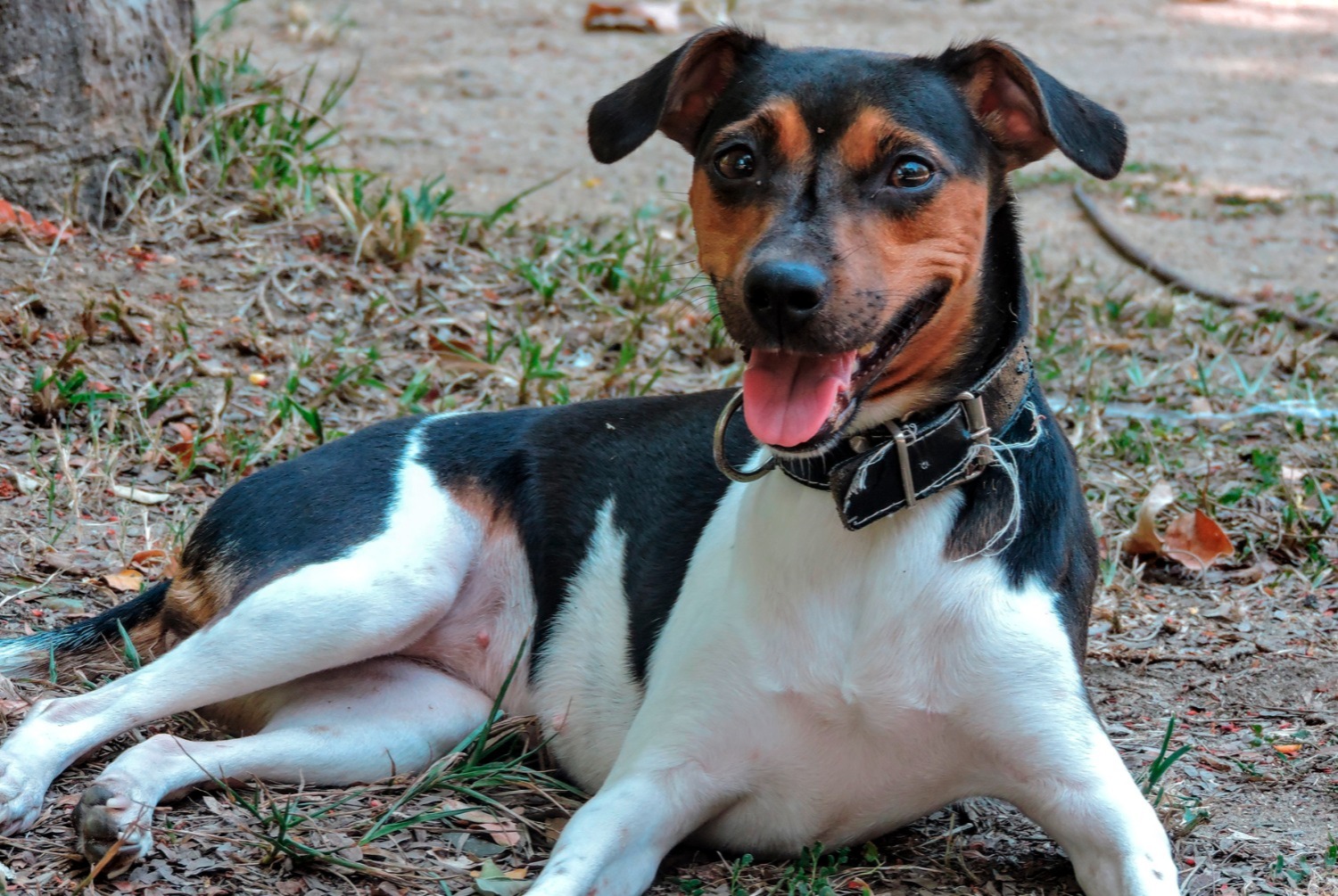 dog photo Terrier brésilien