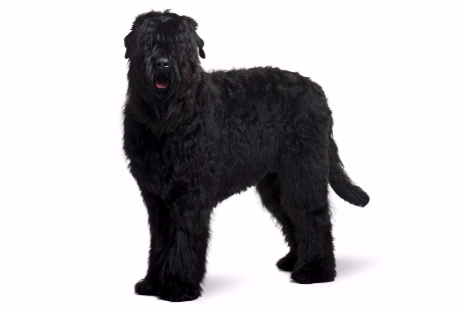 dog photo Terrier noir russe