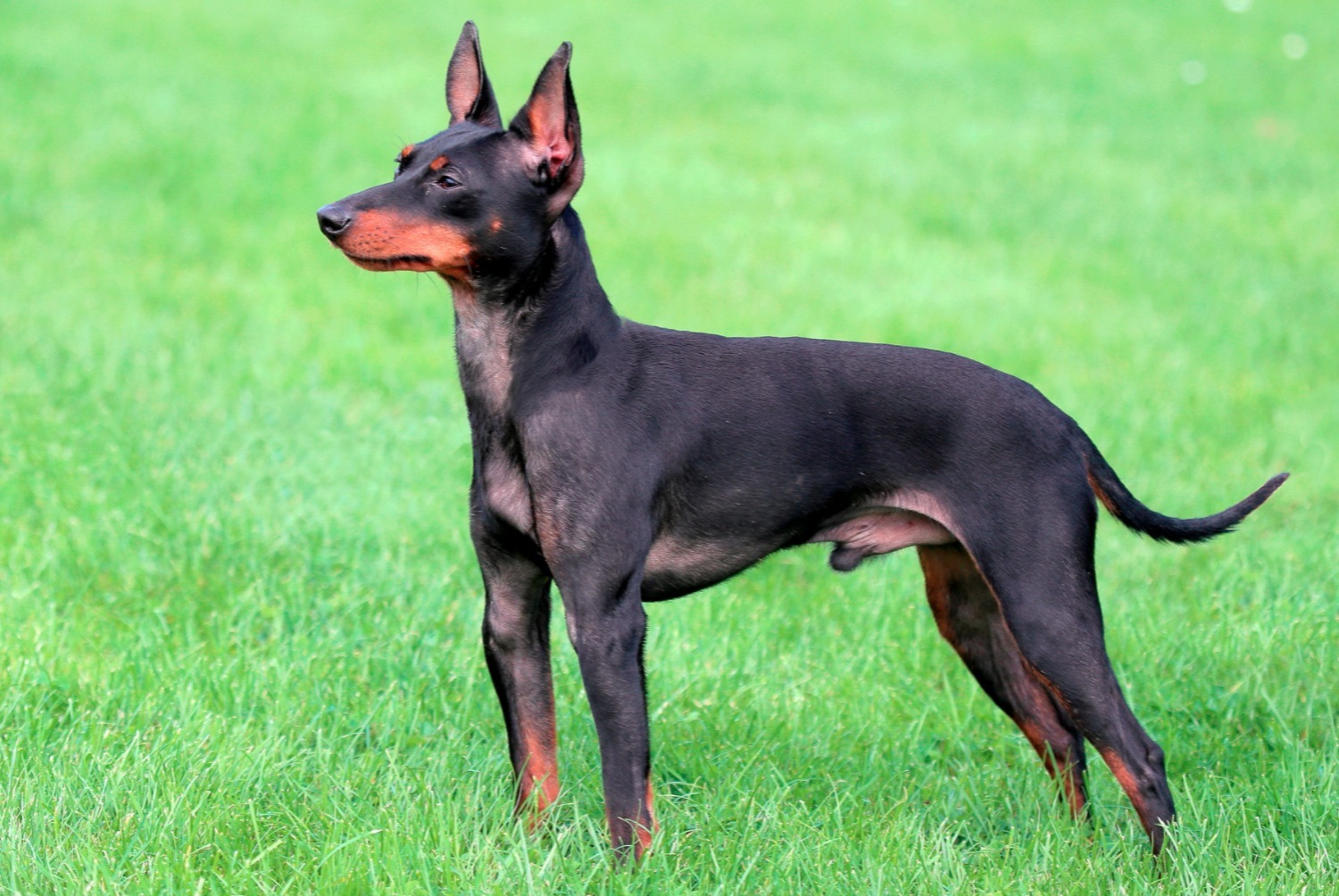 dog photo Toy Terrier anglais noir et feu