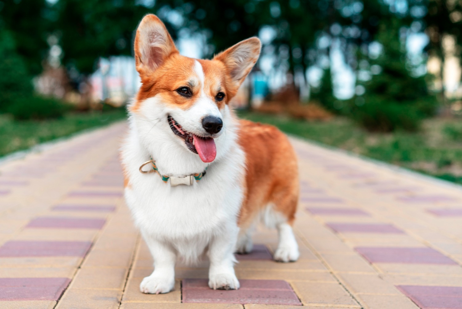 dog photo Welsh Corgi