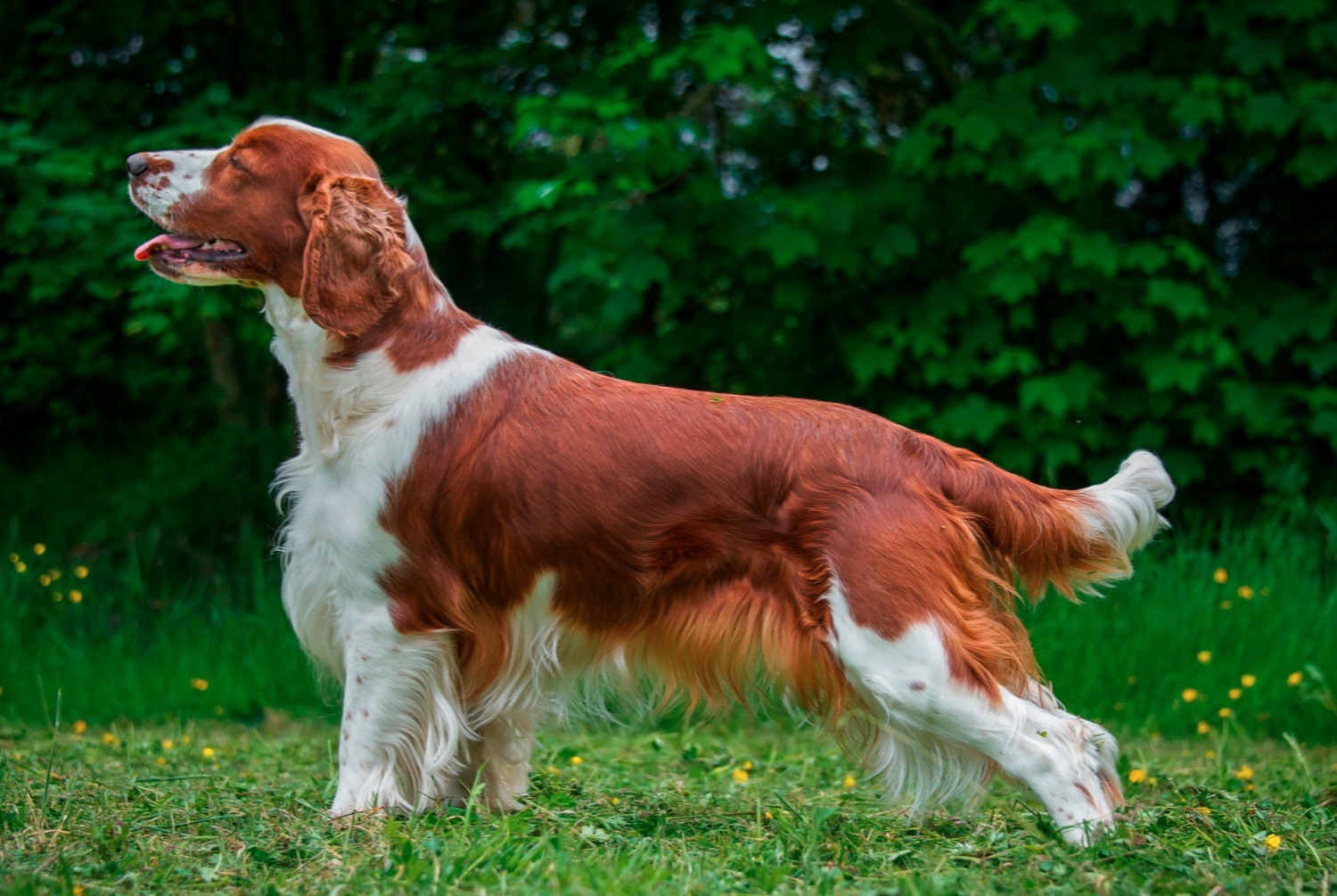 dog photo Welsh Springer Spaniel