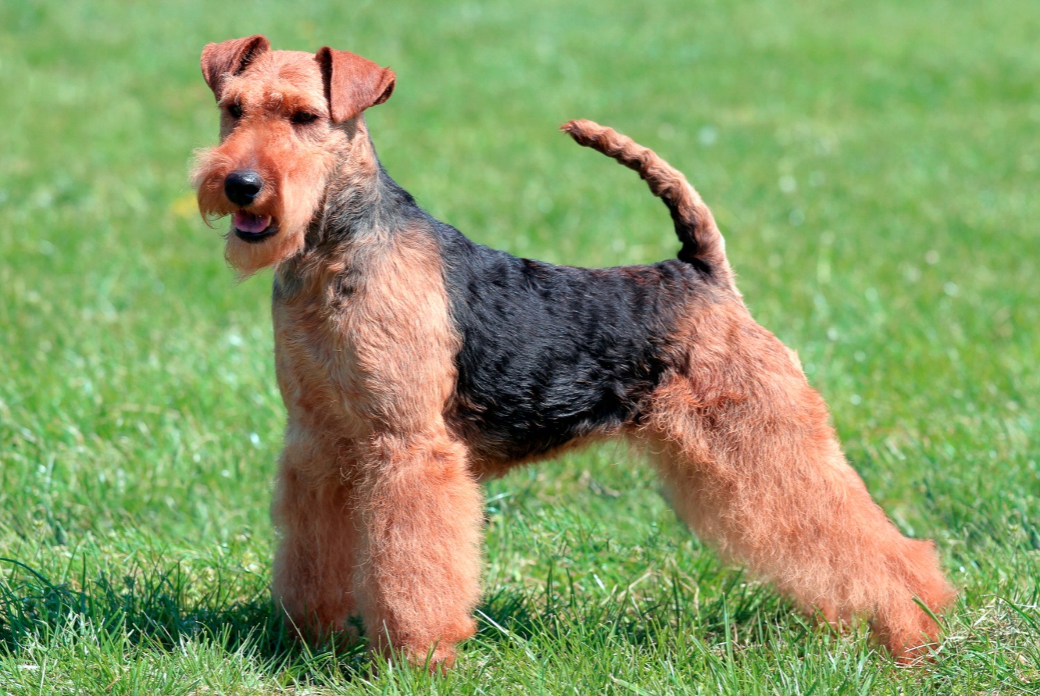 dog photo Welsh Terrier