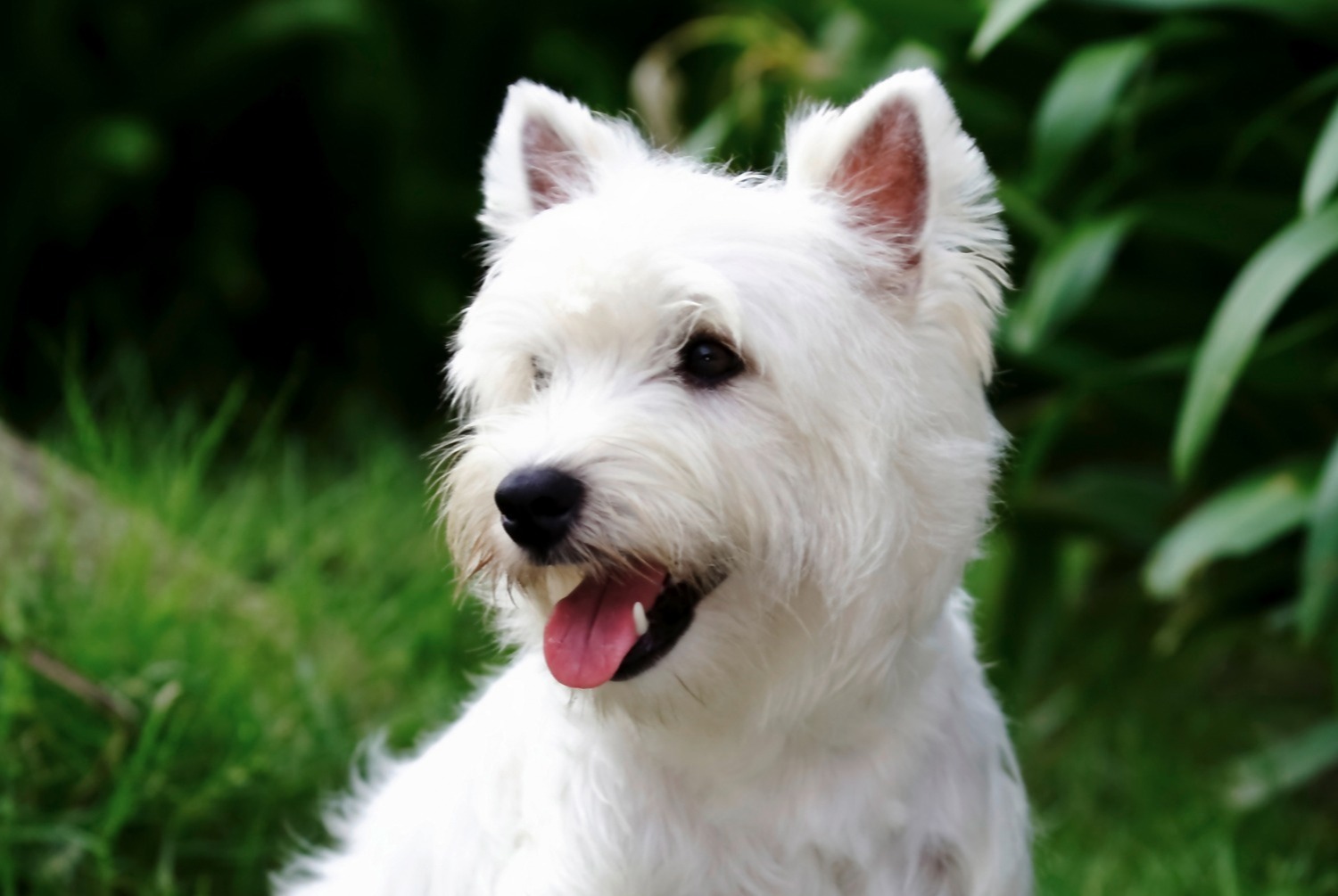 dog photo West Highland White Terrier