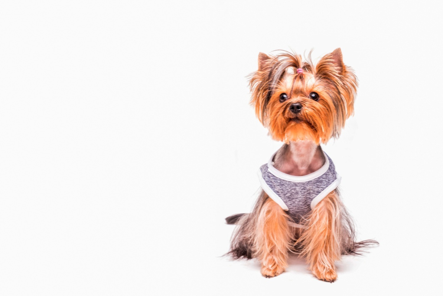 dog photo Yorkshire Terrier