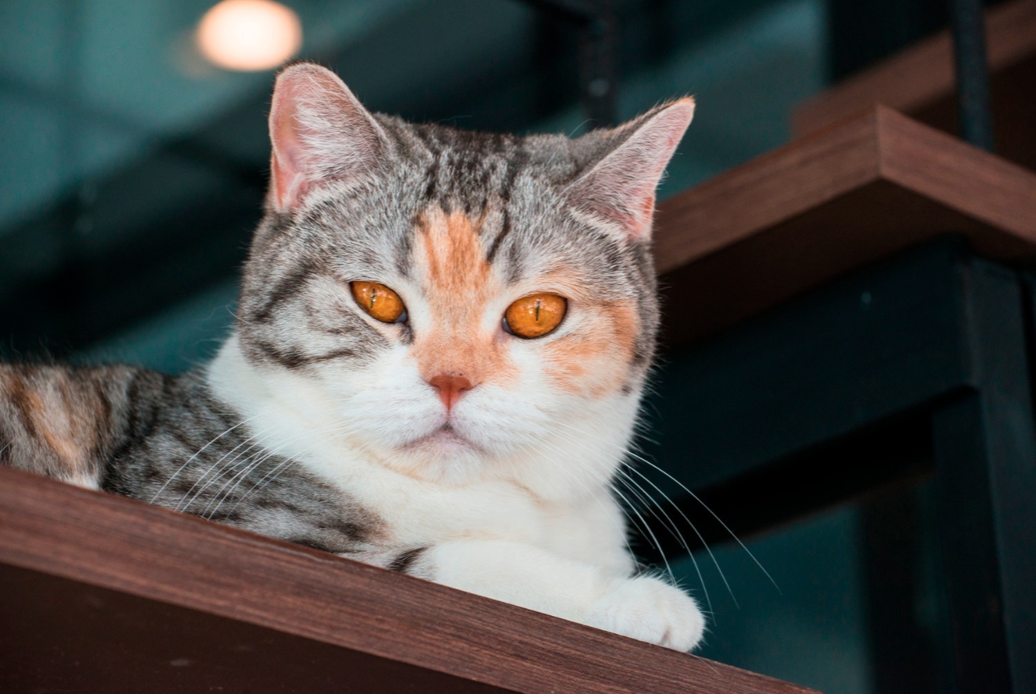 cat photo American Wirehair