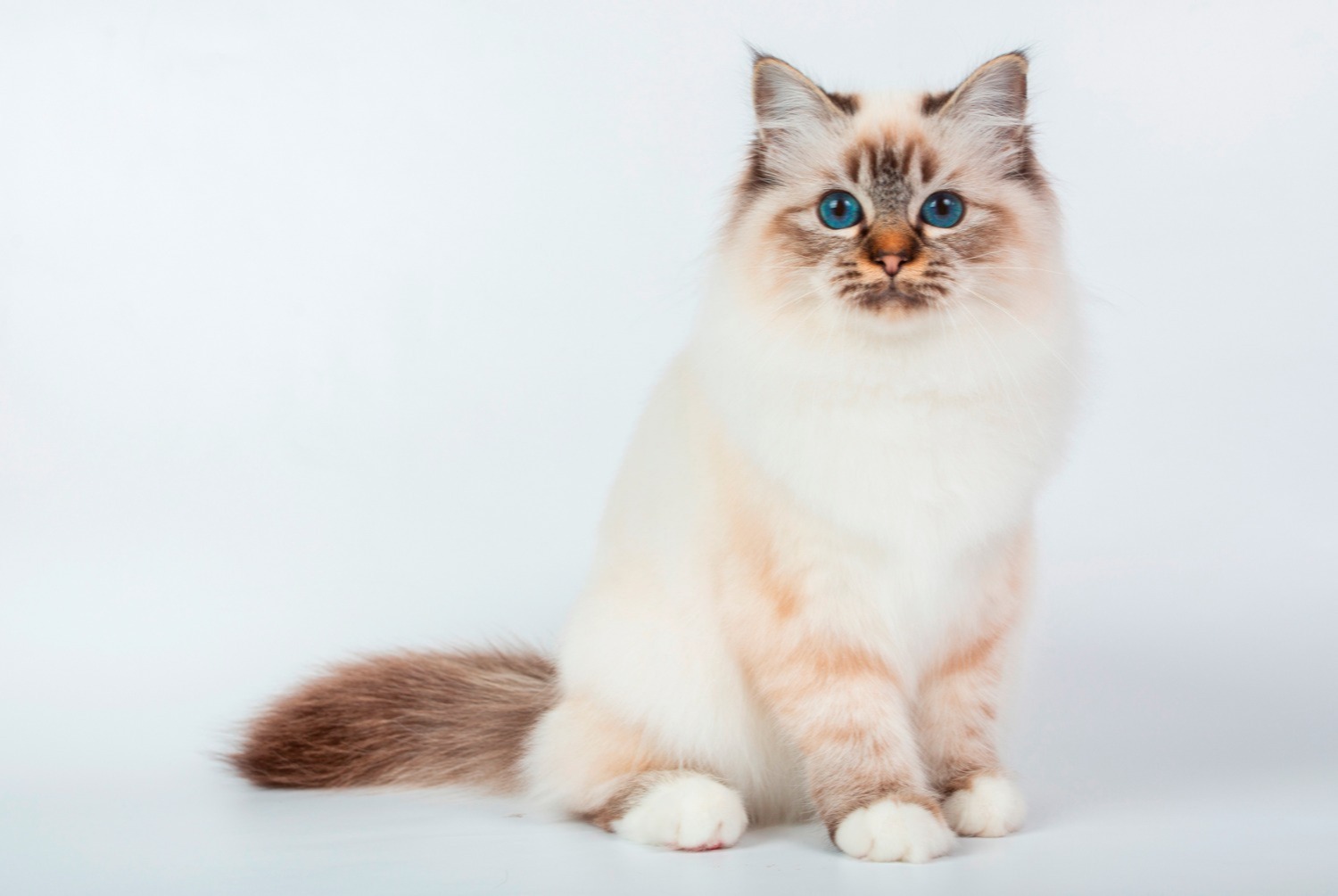 cat photo Birman